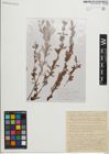 Foto von Salix persica Boiss.